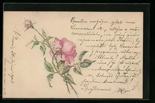 AK Rosafarbene Rosen in Blüte