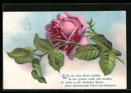 AK Rose in voller Blüte