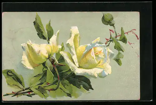 AK Weisse Rosen in Blüte