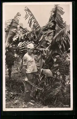 AK Plantagenarbeiter bei der Bananenernte, Landwirtschaft