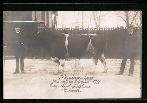 Foto-AK Gähsnitz, 17 Zentner schweres Rind, Kriegsjahr 1916, Gemästet von Alfred Trenkmann