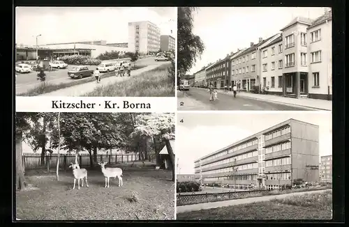 AK Kitzscher /Kr. Borna, Trageser Strasse, August-Bebel-Strasse, Kleintierzoo