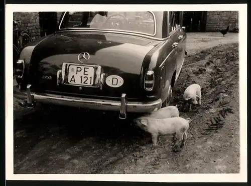 Fotografie Auto Mercedes Benz, Schweine haben Interesse an der Limousine