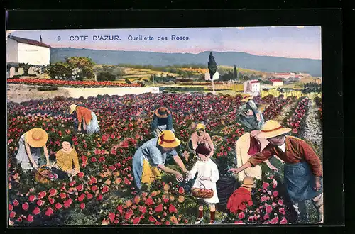 AK Cote d`Azur, Cueillette des Roses