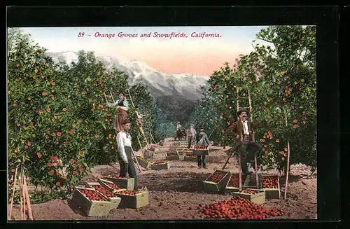 AK Orange Groves and Snowfields, California, Landwirtschaft