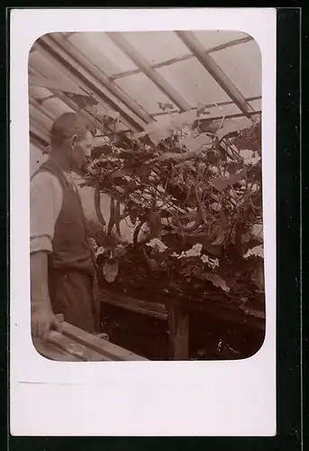 AK Gärtner betrachtet Pflanzen im Gewächshaus