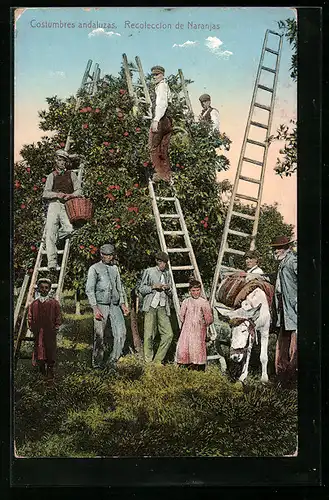 AK Costumes andaluzas, Recoleccion de Naranjas, Orangen