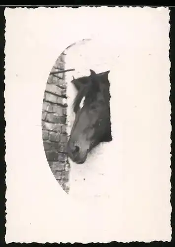 Fotografie Pferd hat seinen Kopf durch ein kleines Loch in der Mauer gesteckt