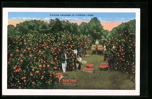 AK Picking Oranges in Florida