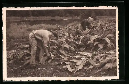 AK Mann und Frau ernten Tabakpflanzen