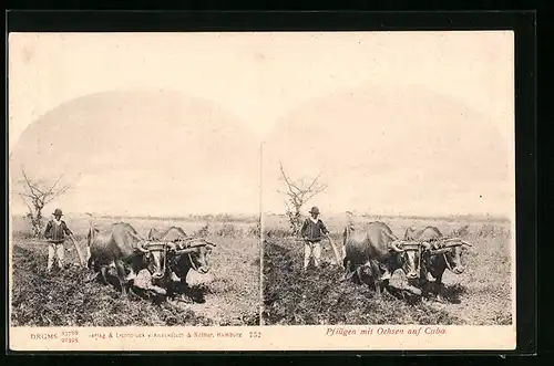 Stereo-AK Pflügen mit Ochsen auf Cuba