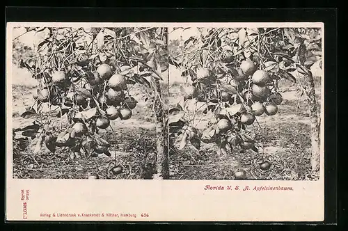 Stereo-AK Apfelsinenbaum in Florida /USA