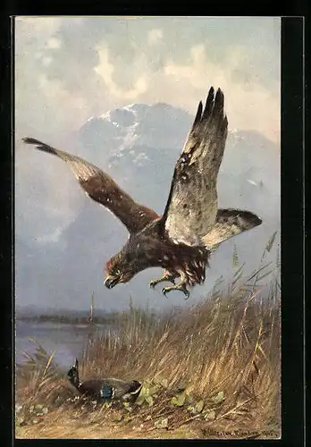 Künstler-AK M. Müller jun.: Greifvogel attackiert eine Wildente