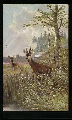 Künstler-AK M. Müller jun.: Rehe in der Deckung
