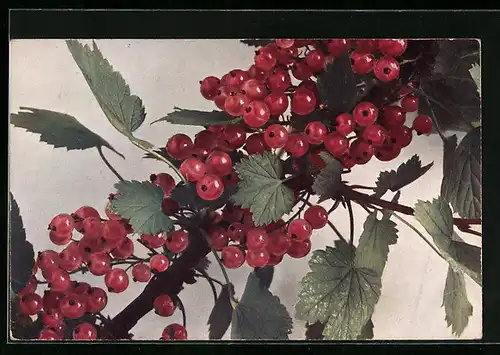 AK Zweig mit Johannisbeeren und Blättern