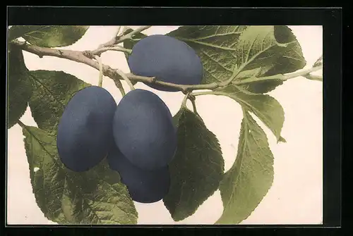 AK Pflaumen an einem Zweig mit Blättern, Obst