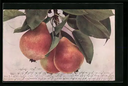 AK Birnen an einem Zweig mit Blättern, Obst
