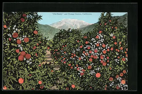 AK California, Old Baldy an Orange Groves, Ortspartie mit Orangenbäume, Obst