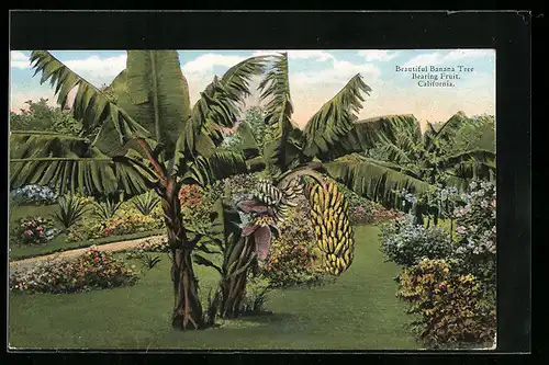 AK California, Beautiful Banana Tree Bearing Fruit, Obst