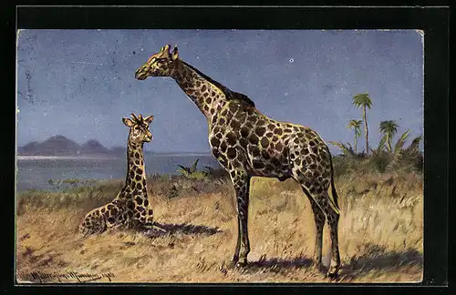 Künstler-AK M. Müller jun.: Zwei Giraffen in der Savanne