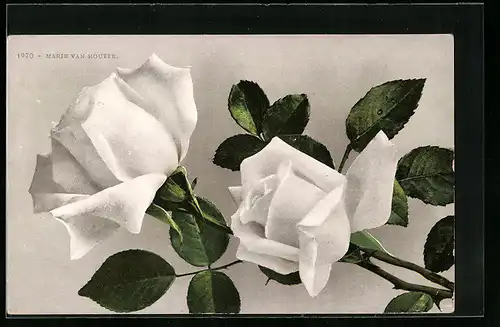 AK Zwei weisse Rosen mit Blättern