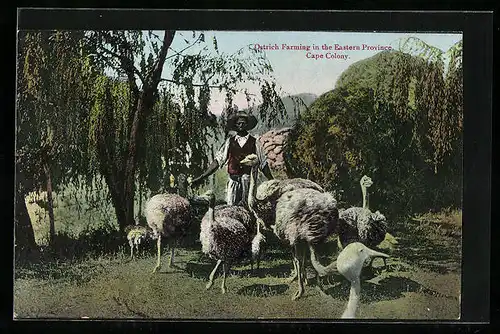 AK Middelburg, Ostrich Farming in the Eastern Provinz Cape Colony