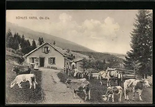 AK Bönles Grab /Ob.-Els., Ortspartie mit weidenden Kühen