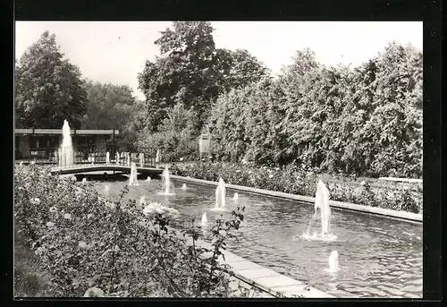 AK Forst /Lausitz, Rosengarten mit Springbrunnen