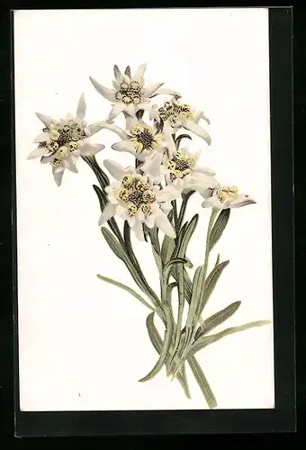 AK Edelweiss, Blumen