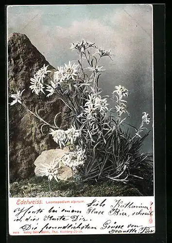 AK Edelweiss, Leontopodium alpinum