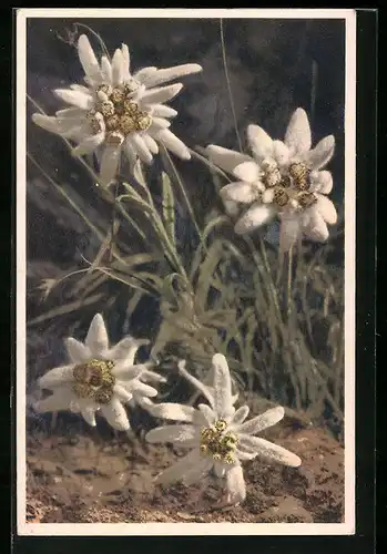 AK Edelweiss, Blumen