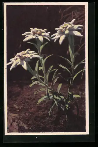 AK Alpen-Edelweiss, Blumen