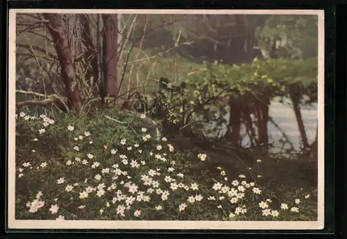 AK Blühende Buschwindröschen