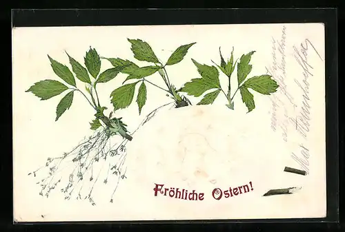 Präge-AK Osterküken im Ei mit Grünpflanzen