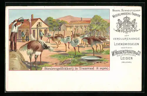 Künstler-AK Transvaal, Struisvogelfokkerij