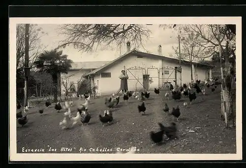 AK Rio Ceballos, Hühner im Freien