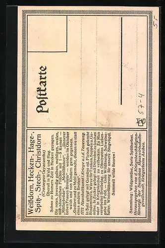 AK Wildgemüse, blühender Weissdorn