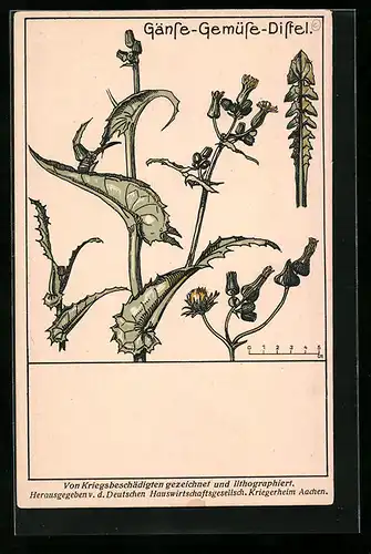 AK Wildgemüse, Gänse-Gemüse-Distel