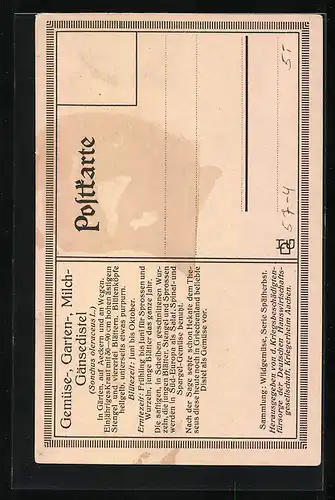 AK Wildgemüse, Gänse-Gemüse-Distel