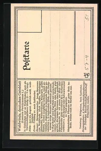 AK Wildgemüse, Waldwinde, deutsches Geisblatt