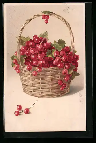 AK Frisch gepflückte Johannisbeeren in einem Körbchen