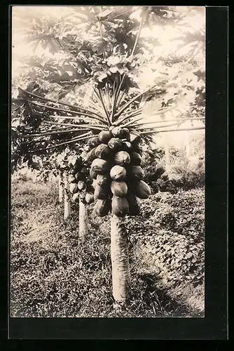 AK Ansicht einer Papaya-Plantage