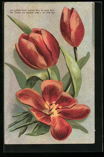 AK Hübsche Tulpen, geschlossene und geöffnete Blüte