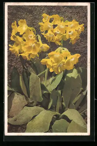 AK Hübsch blühende Felsenaurikel, Primula auricula