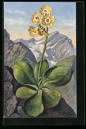 Künstler-AK Primula auricula, Fluehblümli im Säntis-Gebirge