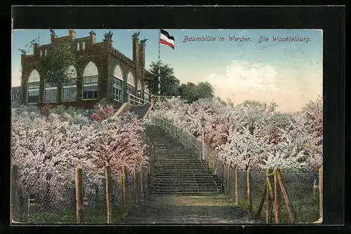 AK Werder / Havel, Wachtelburg während der Baumblüte