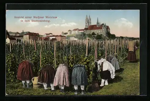 AK Meissen, Ansicht einer Meissner Weinlese im Stadtweinberg