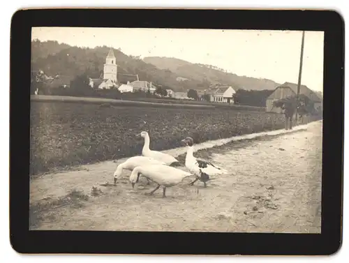 Fotografie unbekannter Fotograf, Ansicht Dillweissenstein, Gänse am Weg mit Blick auf den Ort und der Kirche