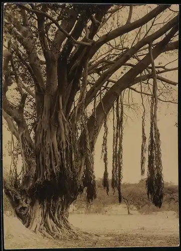 Fotografie unbekannter Fotograf, Ansicht Neuseeland, Baum am Rand eines ausgetrockneten Flussbettes