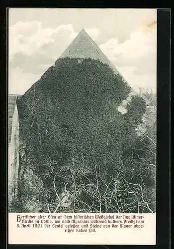 AK Gotha, Efeubewachsener Westgiebel der Augustinerkirche